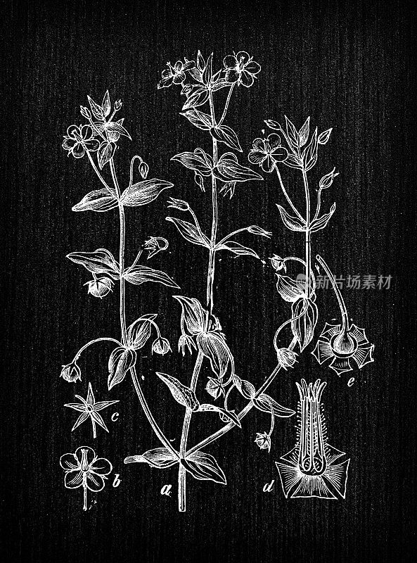 植物学植物古董雕刻插图:Anagallis arvensis(猩红花)